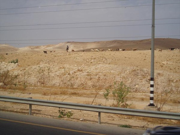 009-Бедуин с козами